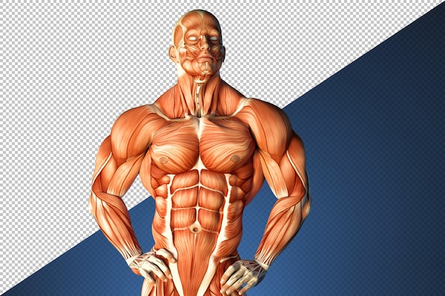 PSD illustration off human muscle structure