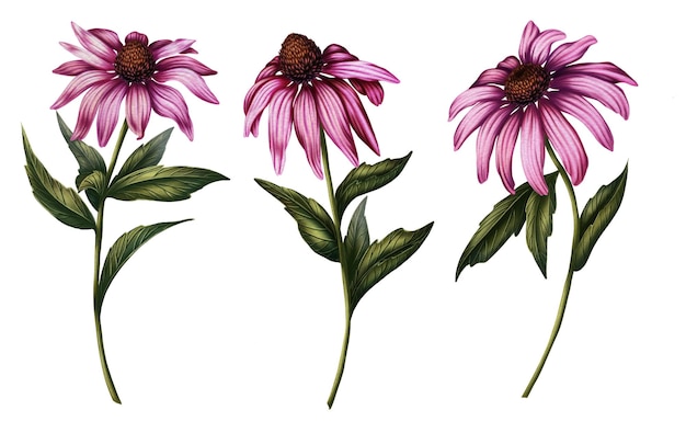 illustration set of 3 pink echinacea collection of wildflowers in watercolor style illustration