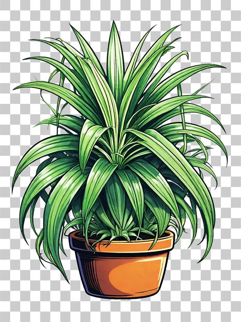 PSD illustration of a spider plant in a pot on a transparent background