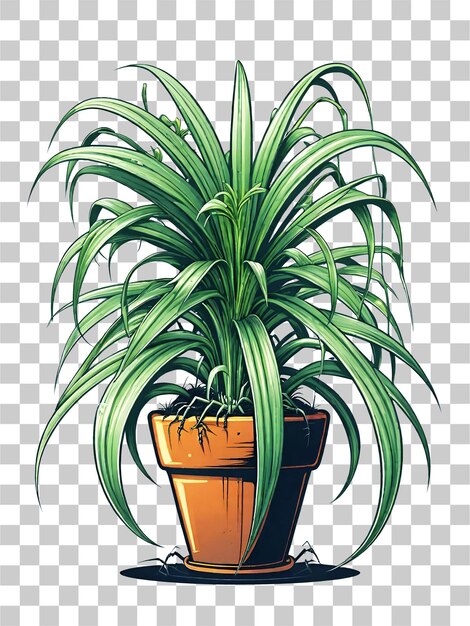 Illustration of a spider plant in a pot on a transparent background