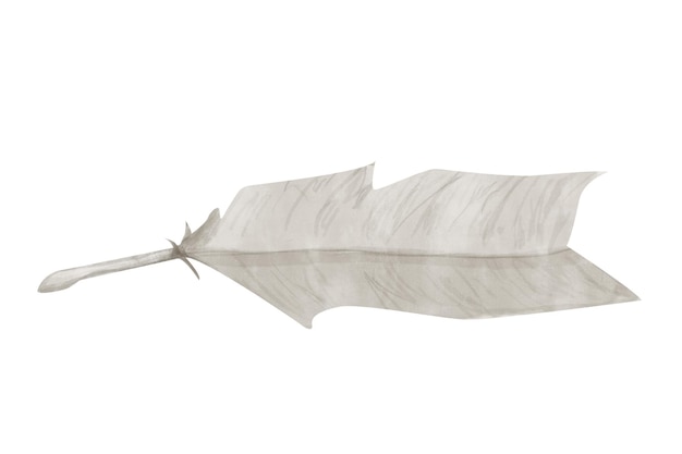Illustration Watercolor Bird Feather Antique Monochrome Digital Clipart Vintage for Printing