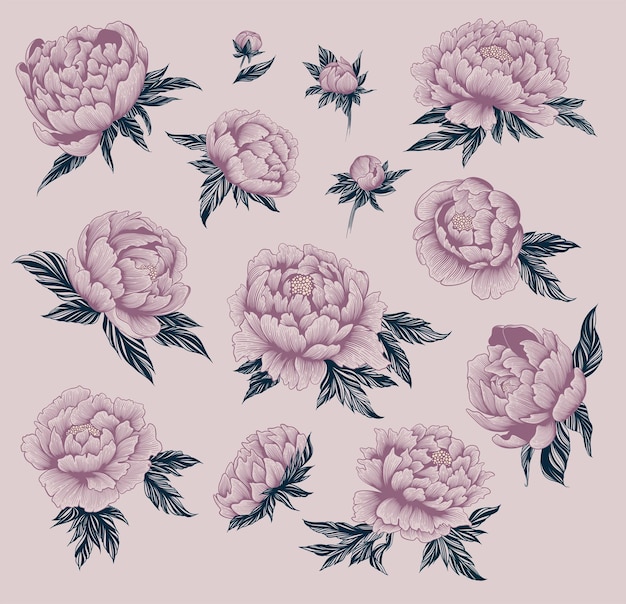 illustrations of peonies collection of flowers and leaves