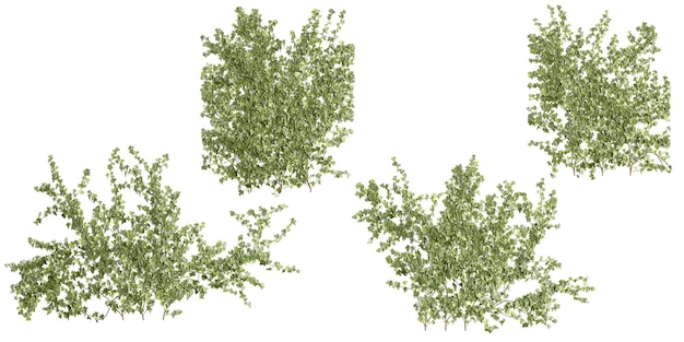 Ilustracja 3D roślin Hedera na przezroczystym tle z widoku z góry