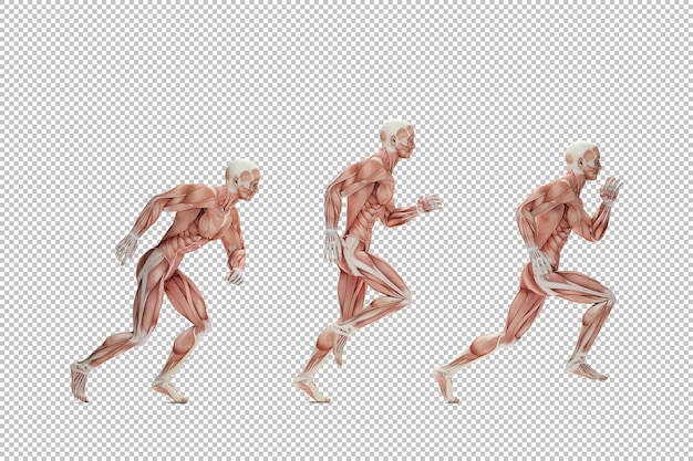 PSD ilustracja anatomiczna bieganie cyklu