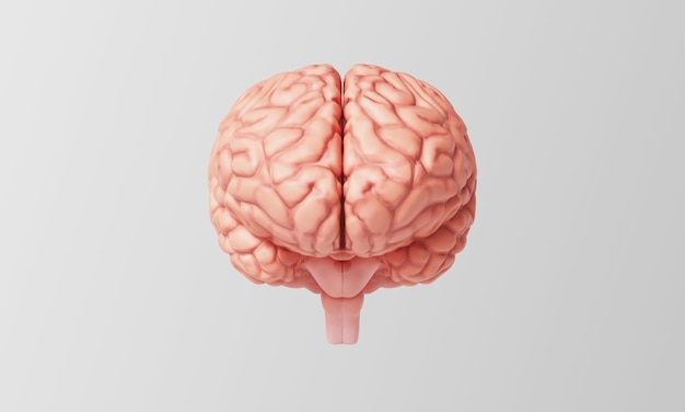 Ilustracja anatomiczna ludzkiego mózgu 3D