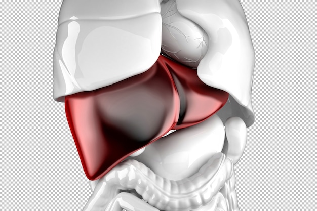 PSD ilustracja anatomiczna ludzkiej wątroby