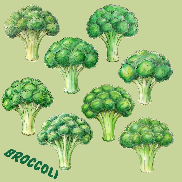 Ilustracja Brokułów