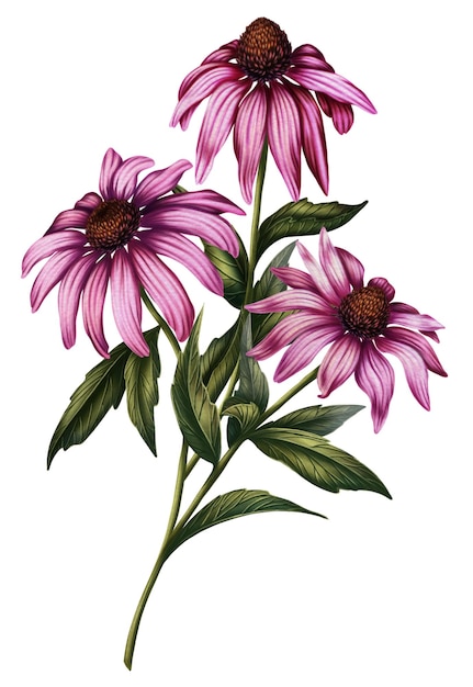 Ilustracja bukietu 3 różowych dzikich kwiatów gałęzi echinacea w stylu akwarelu