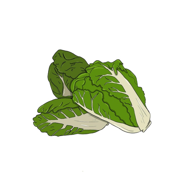 Ilustracja chińskiej kapusty