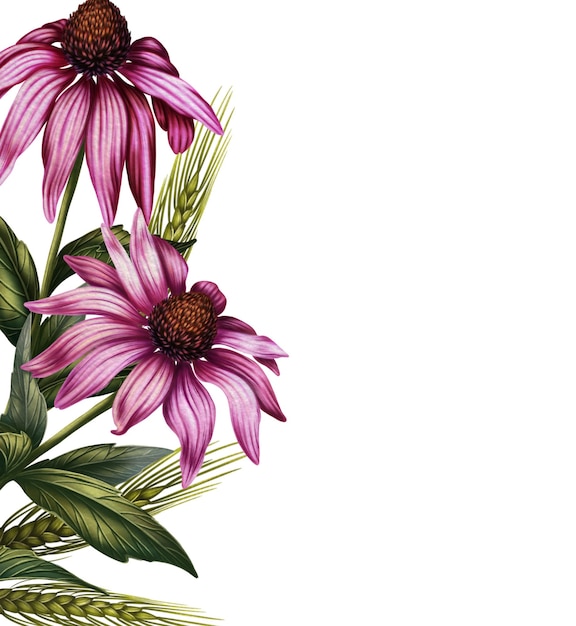 Ilustracja gałęzi różowego echinacea Ramy z dzikimi kwiatami w stylu ilustracji akwarelowej