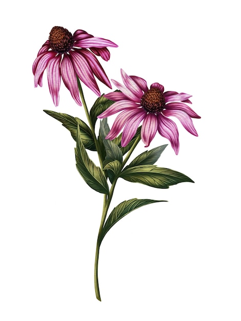 Ilustracja gałęzi różowego echinacea Wildflowers w stylu ilustracji akwarelowej