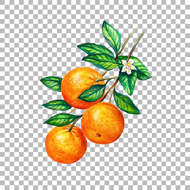 Ilustracja koncepcyjna pomarańczowego ręcznego rysunku w kolorze wodnym pasującego do projektu elementu