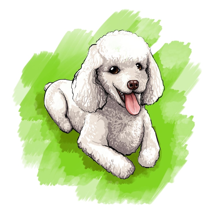 PSD ilustracja pudla