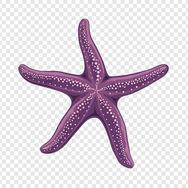 PSD ilustracja purpurowej gwiazdy morskiej