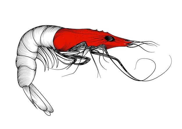 PSD ilustracja wektorowa sztuki linii krewetek