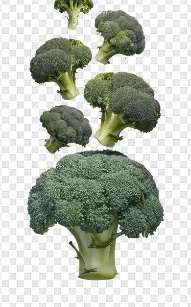 PSD the image of broccoli is shown on a grid