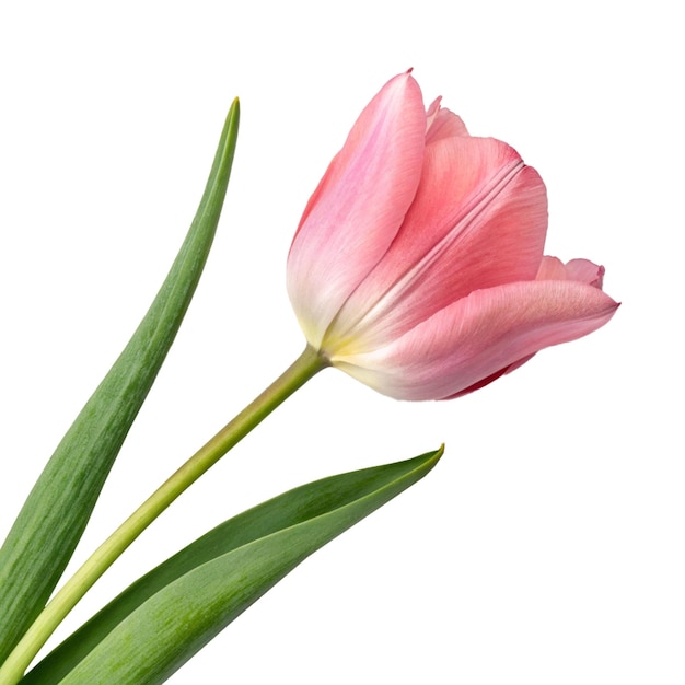 단순한 검은색 배경과 우아한