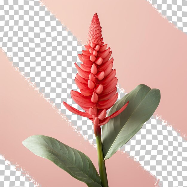 PSD imitation red cone ginger flower against transparent background