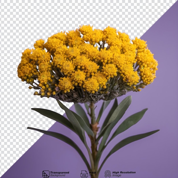 PSD immortal flower helichrysum arenarium isolated