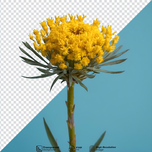 PSD immortal flower helichrysum arenarium isolated