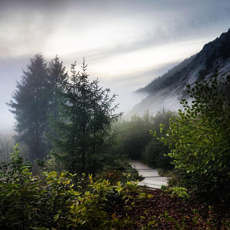 PSD in de natuur morning ai genereren mist