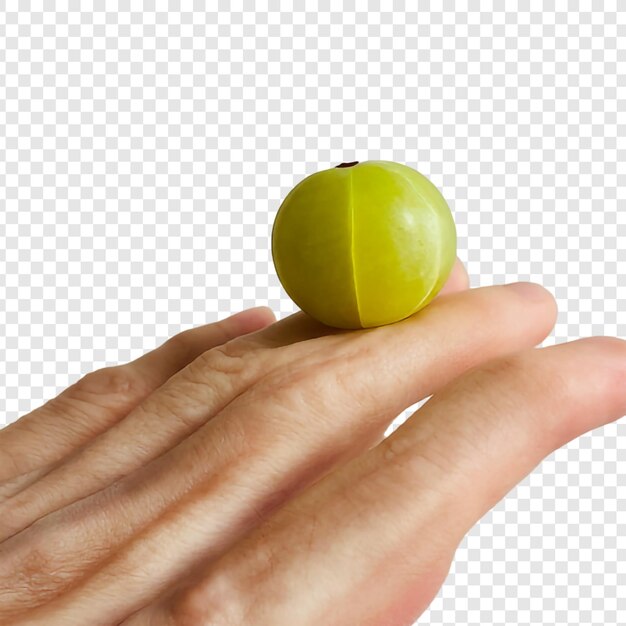 Indian gooseberry png isolato su sfondo trasparente premium psd