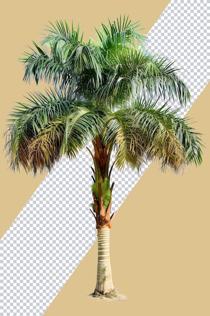 PSD indiase wilde dadelpalm png