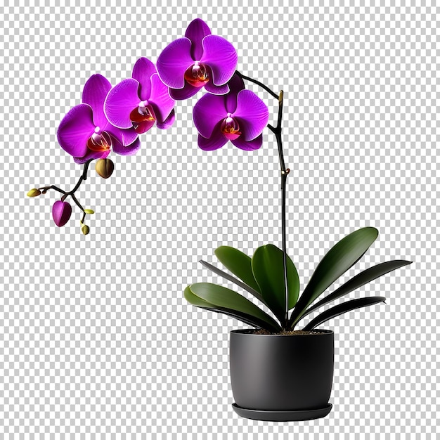 PSD Внутреннее растение орхидеи moth в горшке на изолированном фоне 3d png