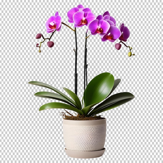 PSD Внутреннее растение орхидеи moth в горшке на изолированном фоне 3d png