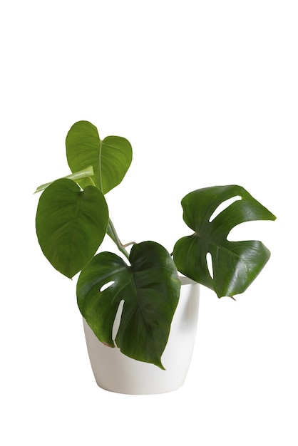 indoor plant isolated