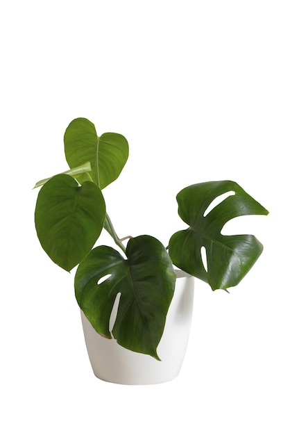 PSD indoor plant isolated