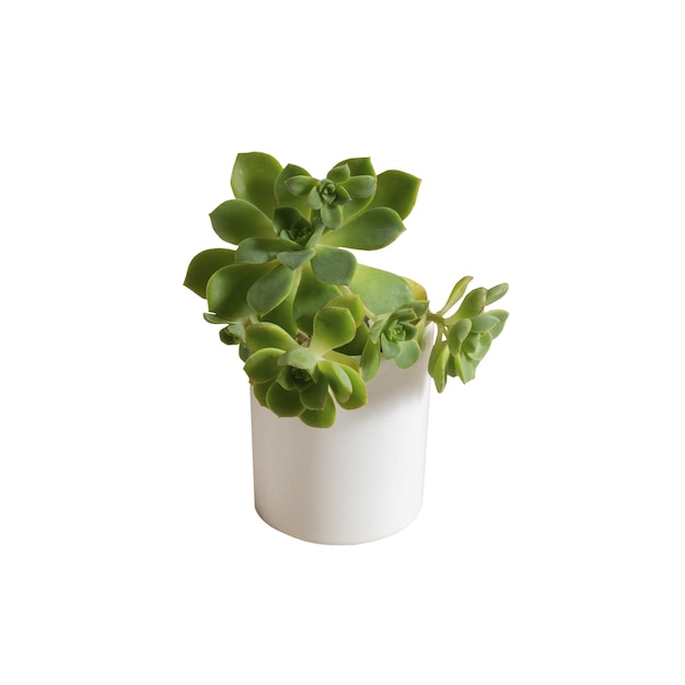 indoor plant isolated