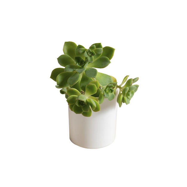 PSD indoor plant isolated