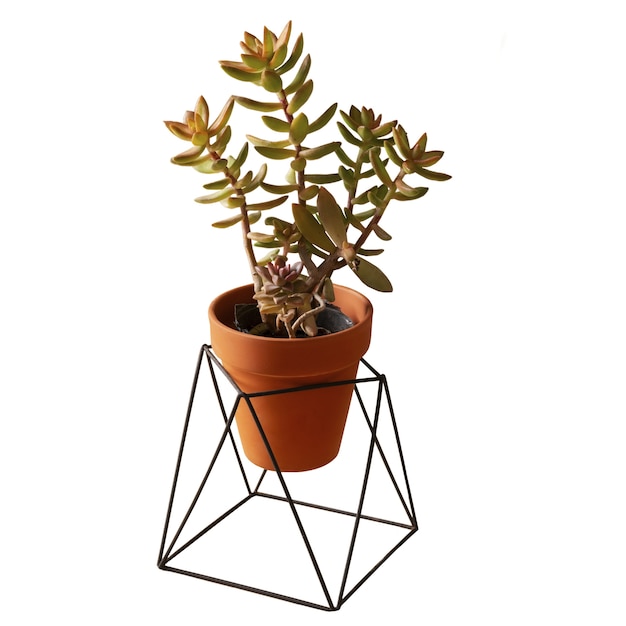 PSD indoor plant isolated