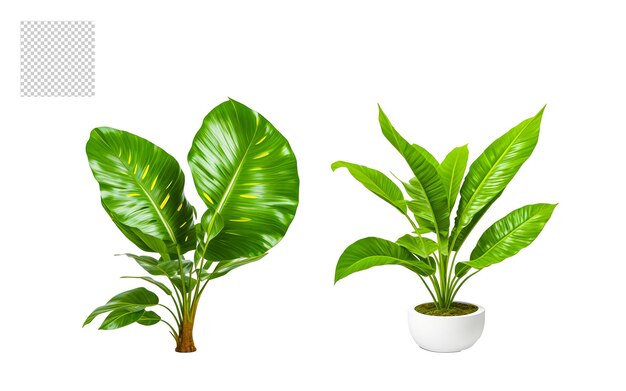 PSD indoor plant png set