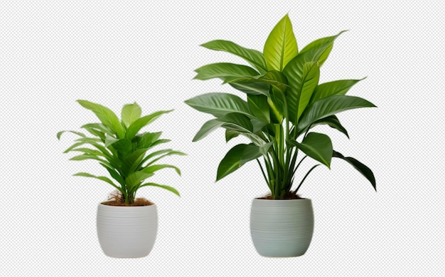 PSD piante indoor png