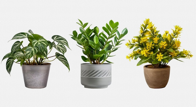 PSD indoor plants