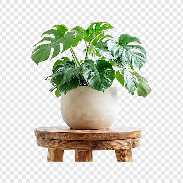 indor plant in a pot on wooden stand isolated on transparent background