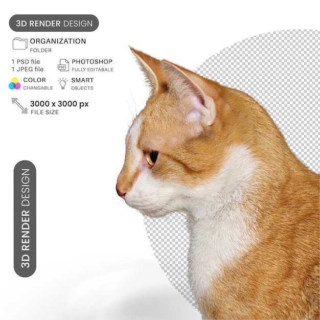Inhoud Kitten PSD