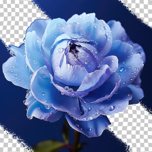 PSD isolate blue peony in dew transparent background