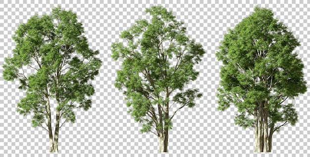 PSD isolate greenery trees growth set cutout on transparent backgrounds 3d rendering png