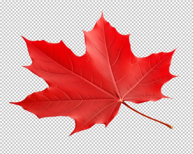 PSD isolated autumn leaf on transparent background