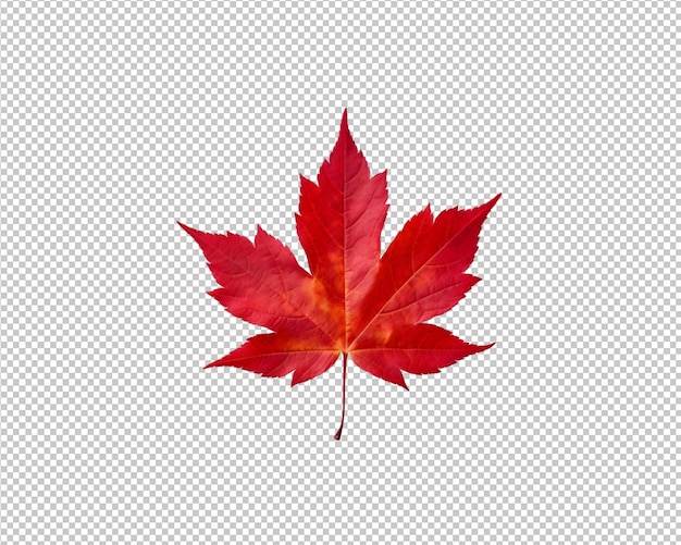 PSD isolated autumn leaves on transparent background