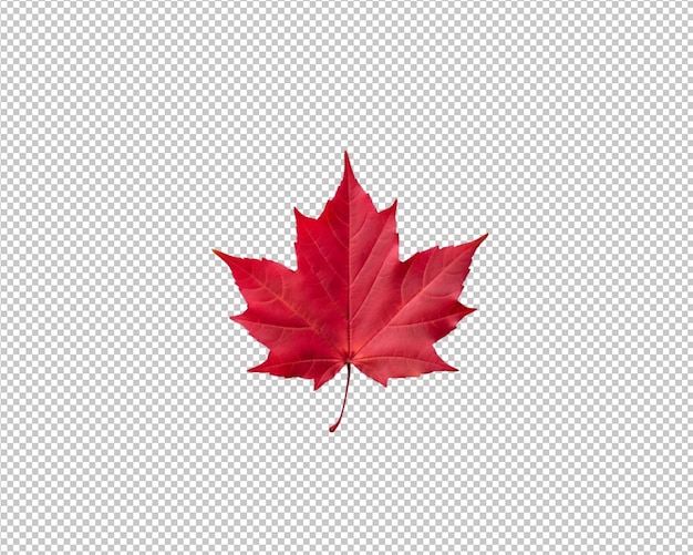 PSD isolated autumn leaves on transparent background