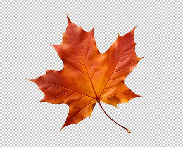 PSD isolated autumn leaves on transparent background