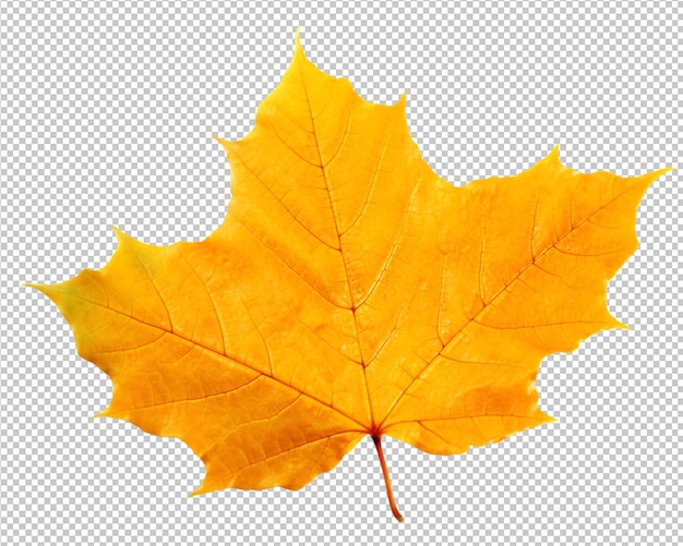 Isolated autumn leaves on transparent background