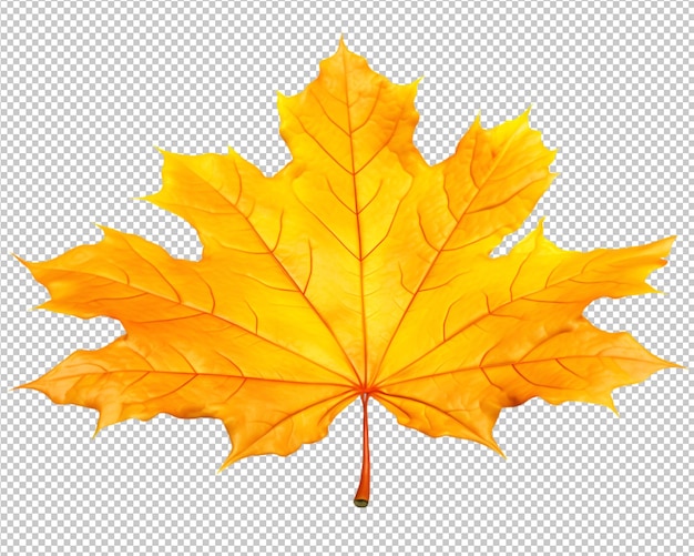 PSD isolated autumn leaves on transparent background