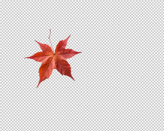 PSD isolated autumn leaves on transparent bakground