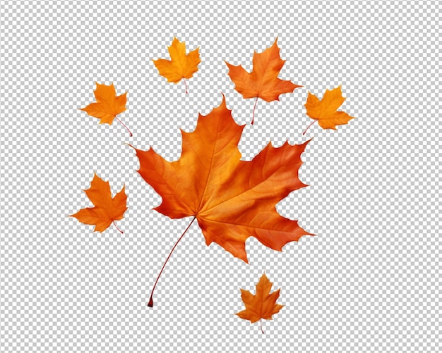 PSD isolated autumn leaves on transparent bakground