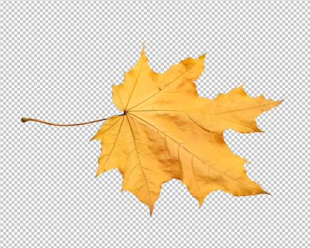 PSD isolated autumn leaves on transparent bakground